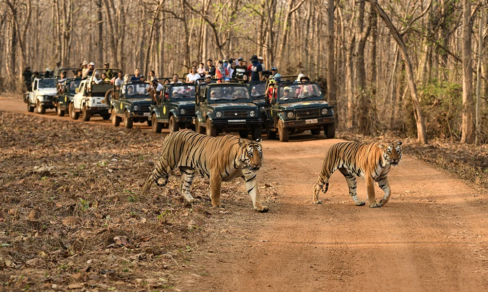 Tadoba National Park wildlife safari – jeep safari in Maharashtra's tiger reserve