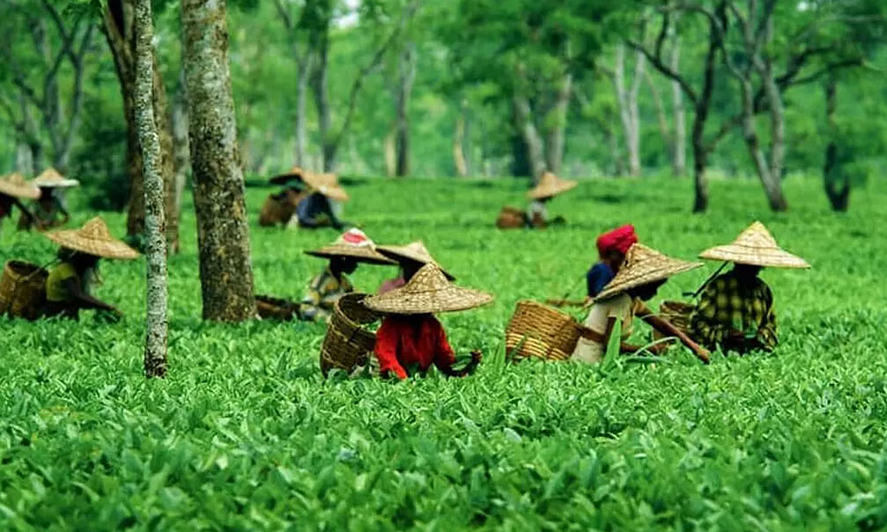 Darjeeling tea estate with workers harvesting leaves on terraced hillside plantations