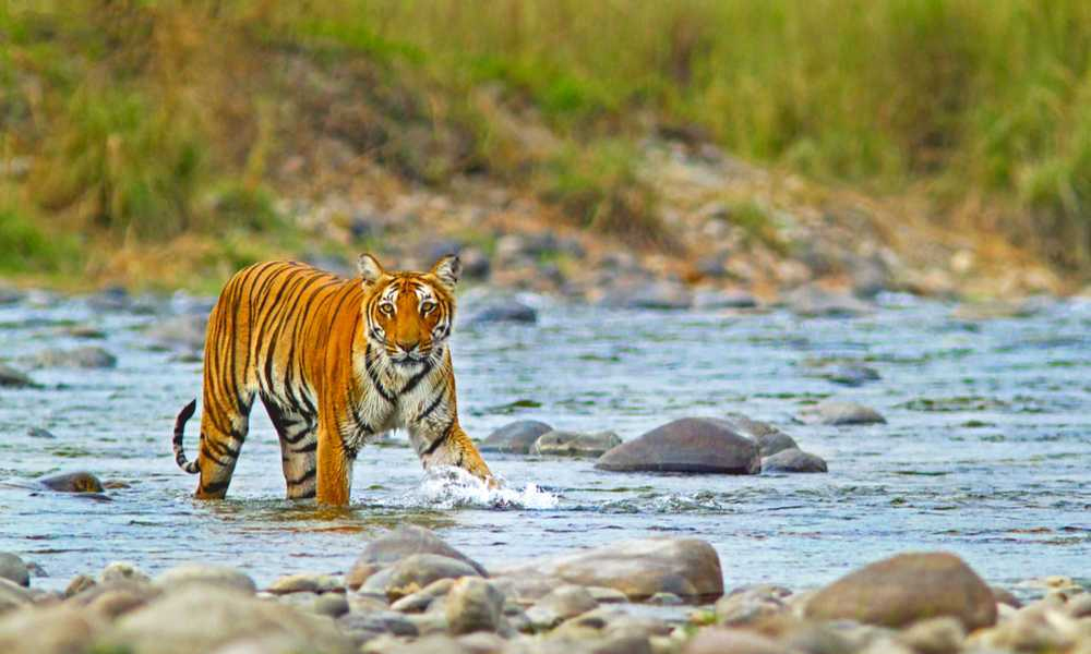 Jim Corbett tiger safari Uttarakhand wildlife